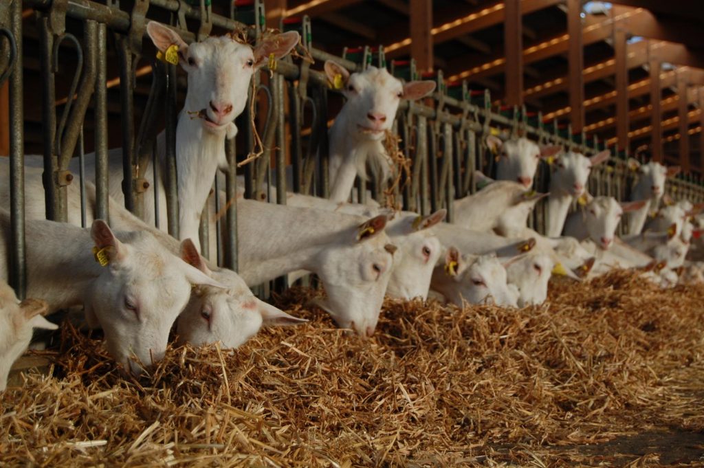 Fromagerie à Parthenay